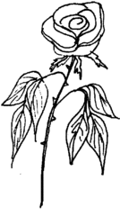 Rose - Rose, Blume, Blüte, Dornen, Illustration, Anlaut R