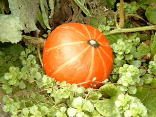 Kürbis - Kürbis, Herbst, Halloween, Gemüse