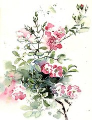 Rosenblüten - Rosenblüten, Rose, Blüten, Illustration, Aquarell