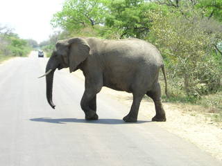Elefant - Säugetier, Südafrika, Afrika, Elefant, Nationalpark, Elfenbein, Schreibanlass
