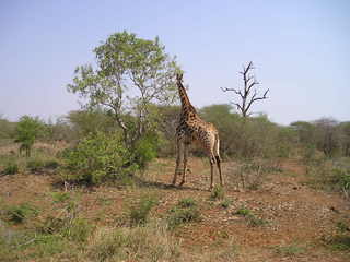 Giraffe - Säuegtier, Südafrika, Afrika, Giraffe, groß, Zoo, Tarnung, Camouflage
