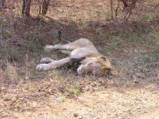 Löwe - Säugetier, Löwe, Afrika, Nationalpark, gefährlich, Fleischfresser, schlafen
