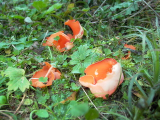 Zinnoberroter Kelchbecherling - Pilz, Becherling, Orangenrote Becherling, Orangebecherling, Schlauchpilz, Pyronemataceae