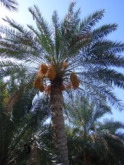 Dattelpalme mit Früchten - Oman, Plantage, Dattelpalmen, Datteln