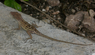 Gecko - Gecko, haften, Echse, Adhäsion, Schuppenkriechtier, Reptil, Echse