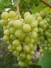 Weintraube - Weintraube, Weinbeeren, Wein, Weinlese, Landwirtschaft, Weinbau, Trauben, Herbst