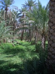 Leben in der Oase - Oman, Arabische Halbinsel, Oase, Bewässerung, Dattelpalmen, Ziege
