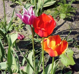 Tulpen - Blume, Tulpe, Tulipa, Liliengewächs, Zwiebelblume, Schnittblume, Blüte, Frühblüher