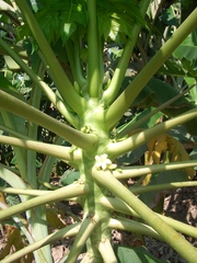 Papajastaude - Papaja, Carica papaya, Melonenbaumgewächse, Schopfbaum, Blüte, Früchte, Plantage