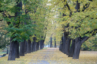Herbstimpressionen #3 - Herbst, Blätter, Färbung, Baum, Bäume, Allee, rot, gold, bunt, Laub, Vergänglichkeit, Meditation, Schreibanlass