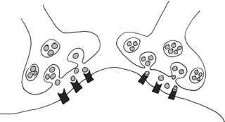 Synapsen mit Neurotransmitter - Synapsen, Neurotransmitter, Nervenzelle, Neuron, motorische Endplatte