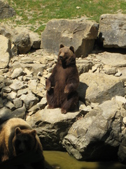 Bär - Tierpark, Bär, Braunbär