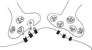 Synapsen - Synapsen, Neurotransmitter, Nervenzelle, Neuron