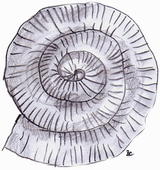 Ammonit - Ammonit, Kopffüßer, Leitfossil, Fossil, Evolution, Schale, Tier, Spirale, Illustration