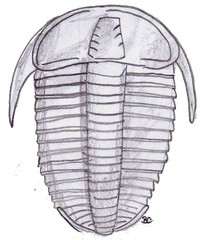 Trilobit - Trilobit, Dreilapper, Leitfossil, Fossil, Evolution
