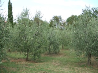 Olivenbäume - Oliven, Olivenbaum, Ölbaum, Italien, Toskana, Olivenplantage, Baum, Plantage, Hain