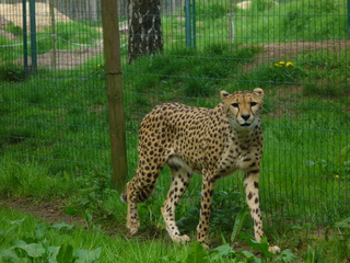 Gepard - Gepard, Katze, Raubtier, schlank, schnell, gefleckt, Flecken