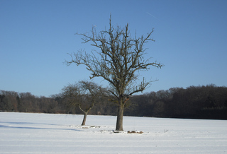 Winterimpressionen #1 - Winterlandschaft, Winter, Schnee, kahle Bäume, Sonne, Schneelandschaft, Kälte, Einsamkeit, Ruhe, Stille, Schreibanlass, Meditation