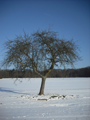 Winterimpressionen #2 - Winterlandschaft, Winter, Schnee, kahle Bäume, Sonne, Schneelandschaft, Kälte, Einsamkeit, Ruhe, Stille, Schreibanlass, Meditation