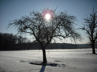 Winterimpressionen #4 - Winterlandschaft, Winter, Schnee, kahle Bäume, Sonne, Schneelandschaft, Kälte, Einsamkeit, Ruhe, Stille, Schreibanlass, Meditation, Gegenlicht