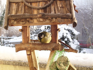 Vogelfütterung #3 - Winter, kalt, Schnee, Hunger, Futter, Sonnenblumenkerne, Vogel, Meise, Kohlmeise, Federn, Schnabel, Vogelfütterung, Winterfütterung