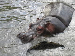 Hippo im Wasser - Nilpferd, Hippo, wild animals, Flusspferd