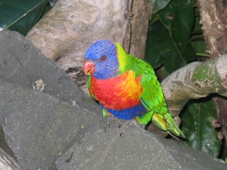 Papagei - Papagei, parrot, bunt, Farben, Vögel, Tiere, Australien, Kontrast