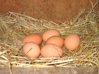 Hühnereier - Hühner, Huhn, Eier, Ei, Hühnerei, Stall, Bauernhof, Ostern, Stroh, Nest, sechs, braun