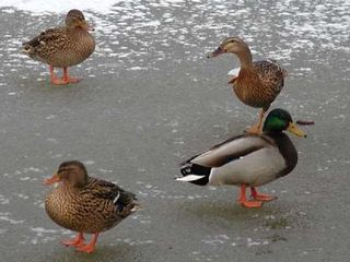Stockenten auf dem Eis - Ente, Enten, Wasservögel, Stockente, Teich, See, Eis, Erpel, vier, drei