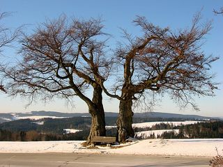 Baum im Winter - Laubbaum, Winter, wachsen, kahl, Stamm, Äste, verzweigt, Silhouette, Struktur, Schnee