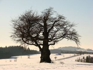 Baum im Winter 3 - Laubbaum, Winter, wachsen, Blätter, Blatt, Stamm, Äste, verzweigt, Silhouette, Struktur, Schnee