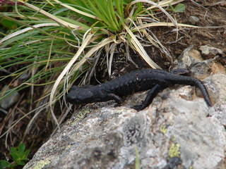 Alpensalamander (Salamandra atra) - Alpensalamander, Salamander, Amphibien, Lurche, Schwanzlurche, schwarz, Bergwiesen, Alpen