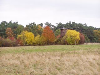 Herbstimpression - Herbst, Herbstfarben, Schorfheide, Wald, Bäume, Laubfärbung