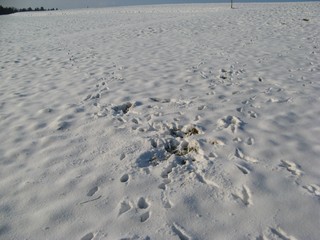 Spuren #3 - Reh, äsen, Schnee, Fußabdruck, Trittsiegel