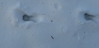 Spuren #4 - Abdruck, Fußabruck, Reh, Trittsiegel, Schnee