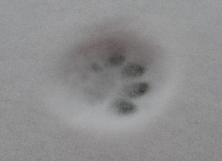 Spuren #6 - Abdruck, Tatze, Katze, Schnee, Fußabdruck, Trittsiegel