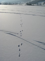 Spuren #8 - Spur, Schnee, Hase, Fußabdruck, Trittsiegel, Schnee