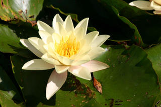 Seerose - Weiße Seerose, Nymphaea alba, Seerosengewächs, Seerose, weiß, Blüte, Teich, Wasserpflanze