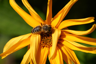 Honigbiene - Biene, Honigbiene, Apis, Honig, September