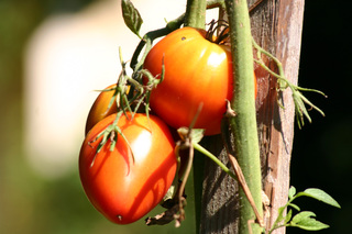 Tomate - Tomate, Solanum lycopersicum, Nachtschattengewächse, Potatoe