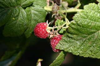 Himbeere - Himbeere, Rosengewächs, Rubus idaeus, Beere, Sammelfrucht