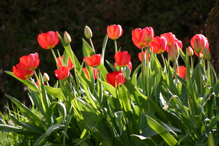 Tulpen rot - Tulpe, rot, April, Frühling, Blume, Frühblüher, Zwiebelgewächs, grün