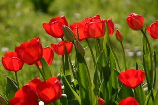 Rote Tulpen - Tulpen, rot, April, Blumen, Wiese, Kontrast, Farbkontrast, Komplementärkontrast, Frühling, Frühblüher