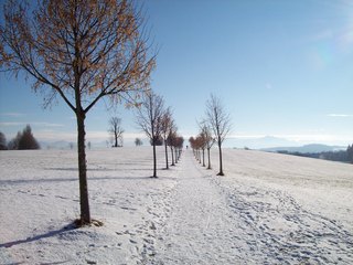 Allee - Allee, Winter, spazieren, wandern, Weg, Schnee, Bayern, Natur, Spuren, Bäume, kahl