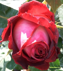 Rose - Rose, Schnittblume, Knospe, Rosengewächs, rot, Naturform, Draufsicht, Rosenblüte, Schnittblume
