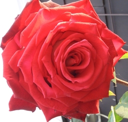 Rosenblüte - Rose, Schnittblume, Knospe, Rosengewächs, rot, Naturform, Draufsicht