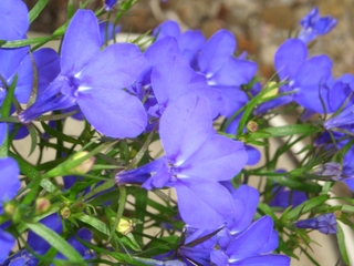 Lobelie-Männertreu - Lobelia erinus, blau, Lobelie, Männertreu, Glockenblumengewächs, Zierpflanze, Kissenpflanze