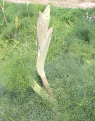 Wilder Fenchel - Apiaceae, Doldenblütler, Foeniculum vulgare, zweijährig, mehrjährig, Gewürzpflanze, Heilpflanze, Gemüsepflanze, Fenchel, Bitterfenchel