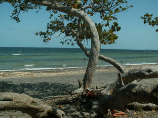 Ein Baum am Meer - Baum, windschief, Meer, Strand, Stamm