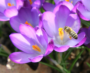 Krokus mit Biene - Krokus, Frühling, Biene